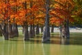 Golden Taxodium distichum stand in a gorgeous lake against the backdrop of the Caucasus mountains in the fall. Autumn. October. Su