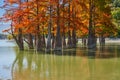 Golden Taxodium distichum stand in a gorgeous lake against the backdrop of the Caucasus mountains in the fall. Autumn. October. Su