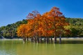 Golden Taxodium distichum stand in a gorgeous lake against the backdrop of the Caucasus mountains in the fall. Autumn. October. Su