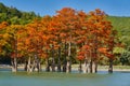 Golden Taxodium distichum stand in a gorgeous lake against the backdrop of the Caucasus mountains in the fall. Autumn. October. Su