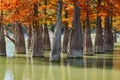 Golden Taxodium distichum stand majestically in a gorgeous lake against the backdrop of the Caucasus Mountains in the fall. Autumn