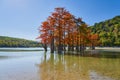 Golden Taxodium distichum stand majestically in a gorgeous lake against the backdrop of the Caucasus Mountains in the fall. Autumn