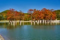 Golden Taxodium distichum stand majestically in a gorgeous lake against the backdrop of the Caucasus Mountains in the fall. Autumn