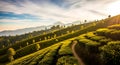 AI-generated Golden Tea Slopes of Darjeeling Royalty Free Stock Photo