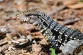 Golden Tegu Royalty Free Stock Photo