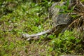 Gold Tegu lizard, Tobago