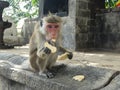 Monkey at Golden Rock Temple of Dambulla, Sri Lanka Royalty Free Stock Photo