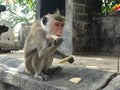 Monkey at Golden Rock Temple of Dambulla, Sri Lanka Royalty Free Stock Photo