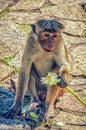 Golden temple in Dambulla monkey Royalty Free Stock Photo