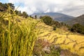 Golden terraced rice field in Solukhumbu valley, Nepal Royalty Free Stock Photo