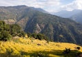 Golden terraced rice field in Solukhumbu valley, Nepal Royalty Free Stock Photo