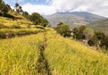 Golden terraced rice field in Solukhumbu valley, Nepal Royalty Free Stock Photo