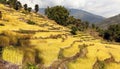 Golden terraced rice field in Solukhumbu valley, Nepal Royalty Free Stock Photo