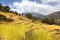 Golden terraced rice field in Solukhumbu valley, Nepal