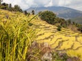 Golden terraced rice field in Solukhumbu valley, Nepal Royalty Free Stock Photo