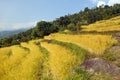 Golden terraced rice paddy field in Nepal Himalayas mountains beautiful himalayan landscape Royalty Free Stock Photo