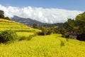 Terraces of rice or paddy fields in Nepal Himalayas Royalty Free Stock Photo