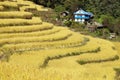 Golden terraced rice or paddy field and primitive house
