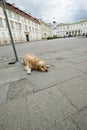 Golden terrier waits for the owner