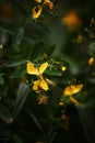 Hypericum