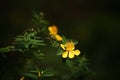 Hypericum