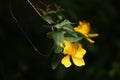 Hypericum