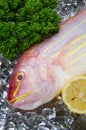 Golden threadfin bream Royalty Free Stock Photo