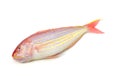 Golden threadfin bream