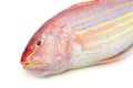 Golden threadfin bream Royalty Free Stock Photo