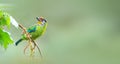 Golden-throated Barbet Royalty Free Stock Photo