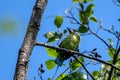 golden-throated barbet or Psilopogon franklinii, native to Southeast Asia, seen in Khonoma, Nagaland, India