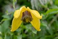 Golden tiara clematis clematis tangutica flower Royalty Free Stock Photo