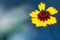 Golden tickseed, Coreopsis, isolated against a blue background