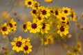 Golden Tickseed - Coreopsis tinctoria