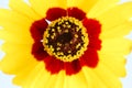 Golden tickseed or Plains coreopsis Coreopsis tinctoria yellow red orange wildflower blooming during Spring and Summer macro