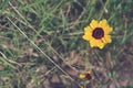 Close up of a yellow golden tickseed in grass