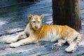 A baby golden tiger lying on the ground in the zoo