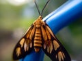 Golden Tiger Moth at Rest. Royalty Free Stock Photo