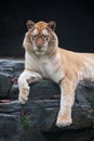 Golden tiger