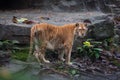 Golden tiger