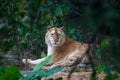 Golden tiger