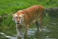 GOLDEN TIGER