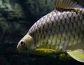 Golden Tinfoil Barb Fish Barbonymus Schwanenfeldii Royalty Free Stock Photo