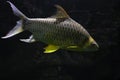 Golden Tinfoil Barb Fish Barbonymus Schwanenfeldii Royalty Free Stock Photo