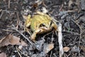Golden toad in the forest Royalty Free Stock Photo