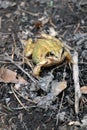 Golden toad in the forest Royalty Free Stock Photo