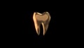 Golden tooth isolated on black background. Royalty Free Stock Photo