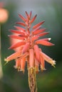 Golden Toothed Aloe, Aloe x nobilis, close-up flowers and buds