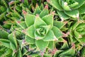 Golden Toothed Aloe, Aloe x nobilis, rosette of red-tipped leaves