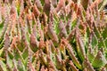 Golden Toothed Aloe